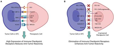 Genetic engineering strategies to enhance antitumor reactivity and reduce alloreactivity for allogeneic cell-based cancer therapy